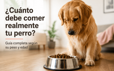 ¿Cuánto debe comer realmente tu perro según su peso y edad?